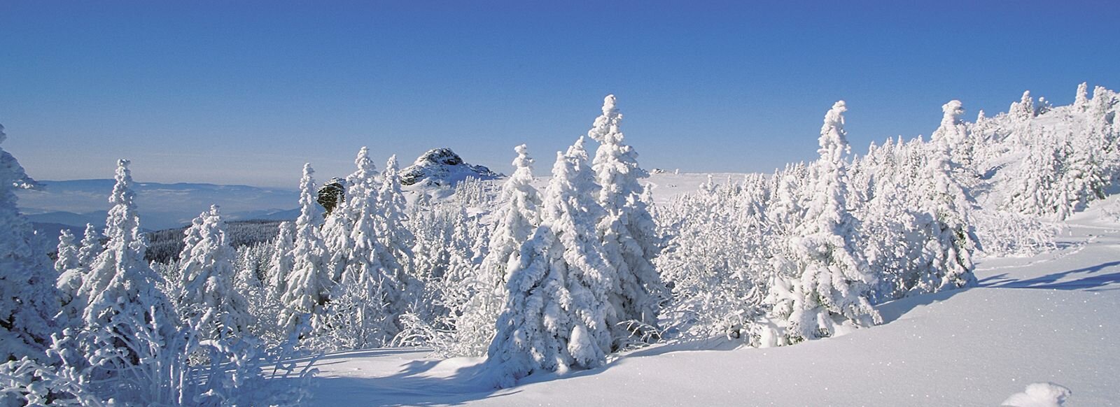 Ein schneebedeckter Wald.