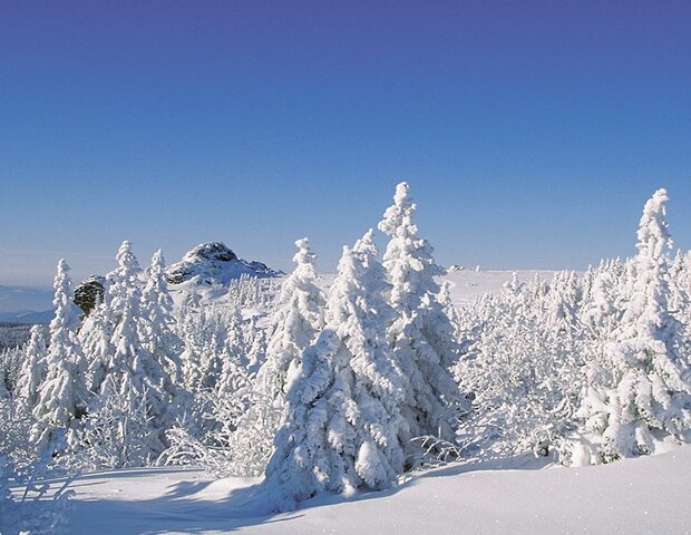 Ein schneebedeckter Wald.