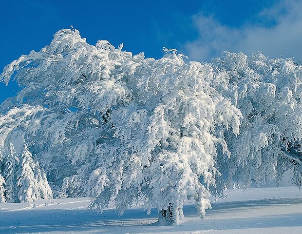 Eine schneebedeckte Landschaft mit schneebedeckten Bäumen.