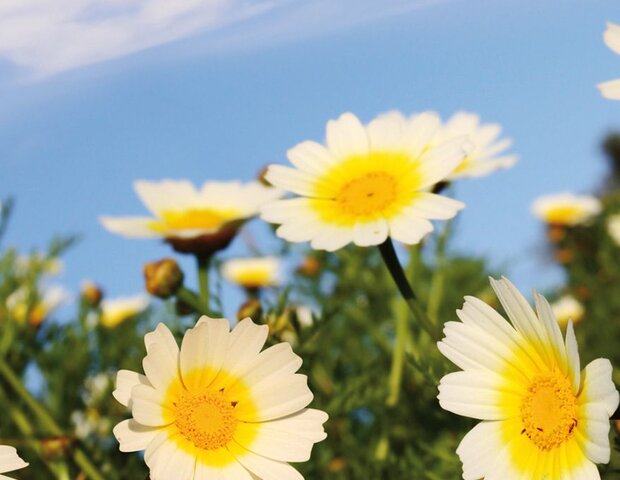 Weiße Blumen auf einer grünen Wiese.