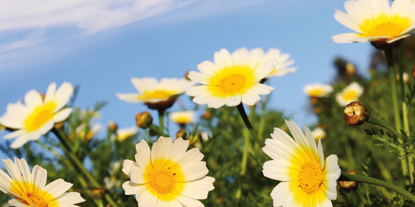 Weiße Blumen auf einer grünen Wiese.