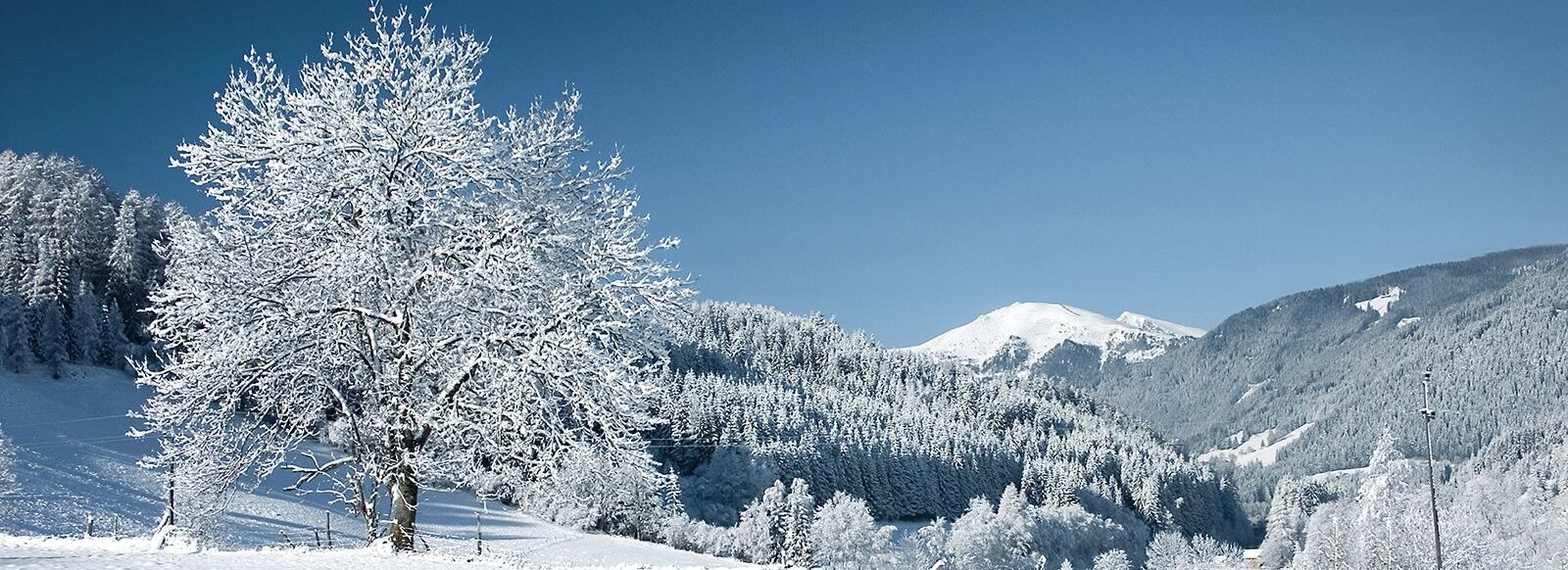 Schneebedeckte Landschaft mit Schneebedeckten Bäumen.