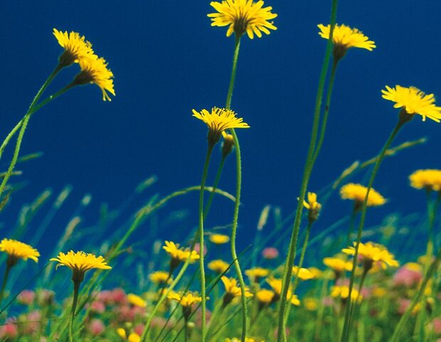 Löwenzahn auf einer grünen Blumenwiese.