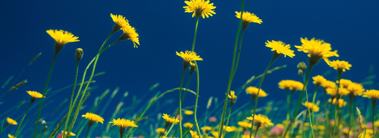 Löwenzahn auf einer grünen Blumenwiese.